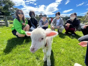 【SCC研修　6日目】
研修6日目は、kowai bushへ向かいました。
ニュージーランドの文化の1つであるmorning teaを頂き、その後は羊との触れ合いを行いました。餌やりや柵の中に入って間近で羊を見ましたが、生徒が最も盛り上がったのは子羊のへギーとの触れ合いです。
その後、ジェットボードを体験しました。本日担当して頂いた運転手さんは、なんと元レースチャンピオン。崖のすぐ横を通ったりスピンをしたりと、スリル満点の体験でした。
午後からは、昼食にシアバターをたっぷり塗ったパンを使ったハンバーガーを食べ、bush(薮)ツアーを行いました。
明日は、いよいよヴィラ・マリア・カレッジやクライスト・ザ・キング・スクールの訪問です。